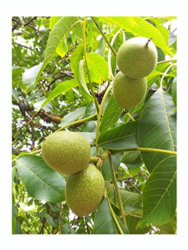 English Walnut Tree Juglans regia Tasty, Edible Nuts, Hardy Edible Ornamental Tree Wildlife Plant, 5-10cm Tall (Currently leafless), Strong Plant in a 9cm Pot