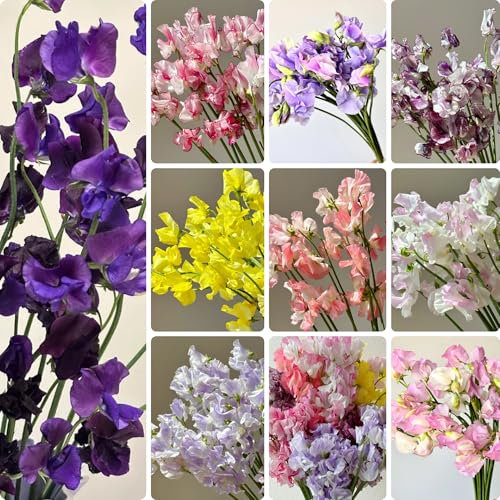 semillas de arveja resistentes semillas de guisante de olor Plantas de sombra Plantas resistentes en macetas semillas de flores silvestres Planta de interior con flores de pradera 550pcs