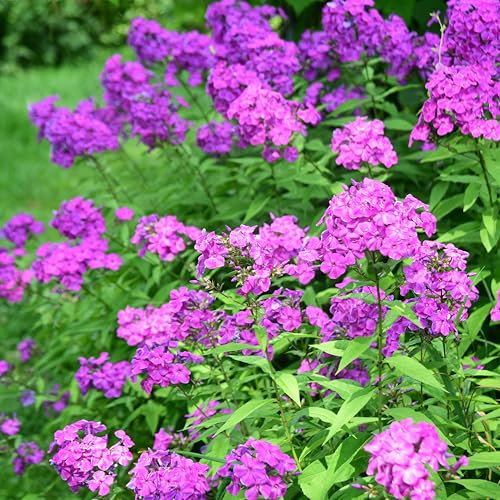 Bloomique - Set da 3 pezzi – Phlox Paniculata Laura – Phlox – Piante da giardino – Resistente – Altezza 10 – 20 cm – Vaso 9 x 9 cm
