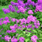 Bloomique Phlox Paniculata Laura Lot de 3 plantes de jardin, résistantes au froid, hauteur 10-20 cm, pot de 9 x 9 cm