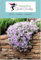 Phlox mousse, Linanthus 50 Graines- vivace, couvre-sol