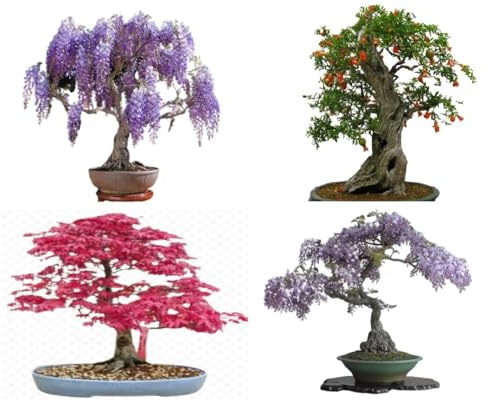 Bonsai Tree Seed Mix 1 40+ Seeds, 10 of Each