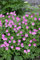 Geranium sanguineum 'Elke' ca. 9x9 cm Topf - Blutstorchschnabel, rosa Blüten mit weißem Rand, Blütezeit Mai-August, ideal für Steingärten, pflegeleicht und winterhart