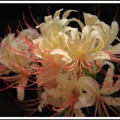 Lycoris radiata bulbos,lirio araña blanco,lirio araña,lirio de araña roja,lycoris radiata,Bulbos subglobosos,flor herbácea perenne,hortícola ornamental,resistente,Paisajismo.- 2bulbos-C