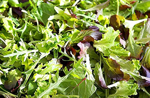 Herbst- und Wintersalatmischung - Salate - 500 Samen