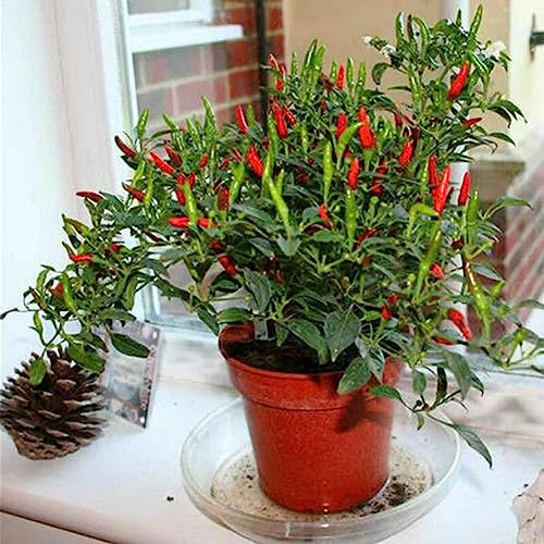 50 Stücke Paprika Capsicum Zier Chili Samen Bonsai Gemüse Pflanze Dekor Blume Obstbaum Gemüsesamen Paprika Samen