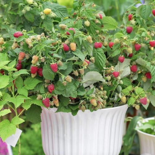 Raspberry 'Little Sweet Sister' - Early-Fruiting Autumn Raspberry for Small Spaces – 1x 13cm Potted Plant by Thompson & Morgan