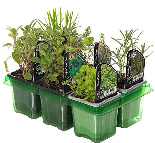 GardenersDream 6 x Mixed Herbs - Outdoor Garden Ready Herb Plant - Outdoor Plants for Gardens, Balconies, or Indoor Pots - Grow Your Own House Plants for Cooking and Medicinal Uses (Incl. 9 cm Pot)