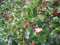 Ilex aquifolium Alaska - Stechpalme Alaska - Größe 60-80 cm