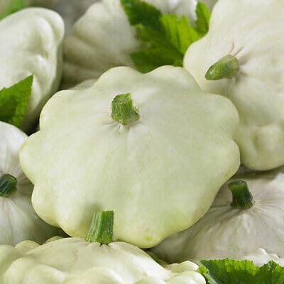 Buy4seeds Vegetable Summer Squash White Patty Pan 20 Seeds Zucchini Easy for Grow Garden