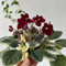 usambaraveilchen pflanze samen, gartenblumen, zimmerpflanzen samen usambaraveilchen samen kletterpflanzen winterhart, bio saatgut wildblumen balkonblumen, schnittblumen samen 75pcs