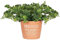 Something Different Classic Brown Terracotta Grandad's Garden Plant Pot - 16cm x 13cm (1 Pc.) - Lush Greenery Design, Eco-Friendly & Durable Pot - Perfect for Gardens