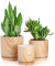 Dicunoy Set of 3 Ceramic Plant Pots Indoor, Cylinder Flower Planter with Drainage Hole and Saucer, Wooden Pattern Indoor Aloe Succulent Containers for Home, Office Decoration (15cm/12.7cm/10cm)