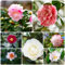 75 pcs kamelie pflanze winterhart samen, gartensamen balkonpflanzen winterhart kamelien,camelia jordana, sommerblumen samen wildblumensamen wildblumenwiese saatgut mehrjährig garten