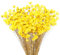 Larber 300 STK Getrocknete Blumen Brasilianische Gelb Kleine Sternblume Blumen Mini Getrocknete Blumenstrauss Gänseblümchen Mini-Kamille Blumenstrauß für Blumenarrangement Hochzeit