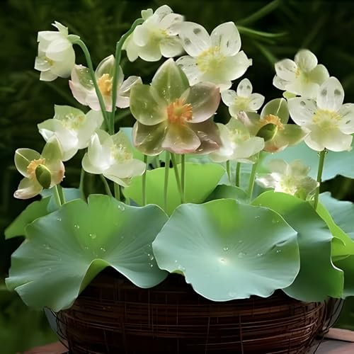 100 Stück Lotusblume Samen, Lotus Samen Transparenten Blüten, Lotussamen für Wasser,Hydrokultur-Lotus erdlose Topfblumen,Schnellwachsend & Pflegeleicht – Geschenk für Gärtner & Blumengarten-Fans