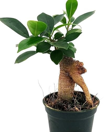 Ficus microcarpa Ginseng fig Tree - Ficus microcarpa - Indoor Bonsai House Plant in 6 cm Pot