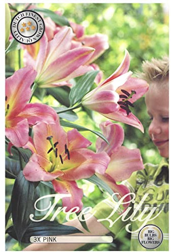 Lilien Zwiebeln Mix, Baumlilien in verschiedenen Sorten und Farben, Winterharte Blumenzwiebeln in Geschenkverpackung (3 x Baumlilien Rosa)