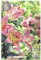 Lilien Zwiebeln Mix, Baumlilien in verschiedenen Sorten und Farben, Winterharte Blumenzwiebeln in Geschenkverpackung (3 x Baumlilien Rosa)