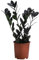 Dehner Glücksfeder Raven, Zamioculcas zamiifolia, mit dunkelgrün-schwarzen Trieben, 40-50 cm inkl. Pflanztopf, Ø Topf 14 cm, Zimmerpflanze