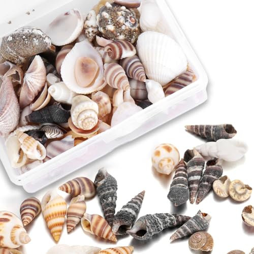 Gemischte Muscheln, Kleine Muscheln Natürliche Gemischte Meeresstrand Spiralmuscheln für Die Kerzenherstellung, Heimdekoration, Hochzeitsdekoration, DIY Handwerk, Aquarium und Vasenfüller