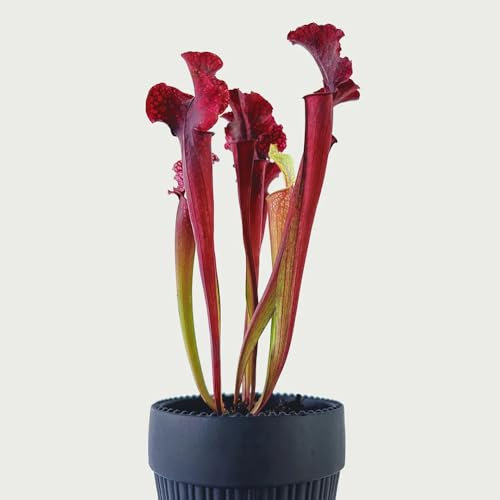 30 pcs sarracenia purpurea samen - fleischfressende pflanzen, steingartenpflanzen winterhart garten pflanzen, bodendecker winterhart winterharte pflanzen für garten, geschenk garten