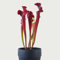30 pcs sarracenia purpurea samen - fleischfressende pflanzen, steingartenpflanzen winterhart garten pflanzen, bodendecker winterhart winterharte pflanzen für garten, geschenk garten