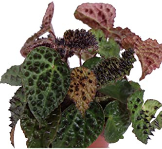 Pianta vera di Begonia Ferox diverse grandezze foglie variegate ornamentale da arredo interno venduta da eGarden.store (Vaso 17 cm)