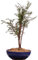 Bonsai - Taxus baccata, Europäische Eibe, 3er-Gruppe 201/211