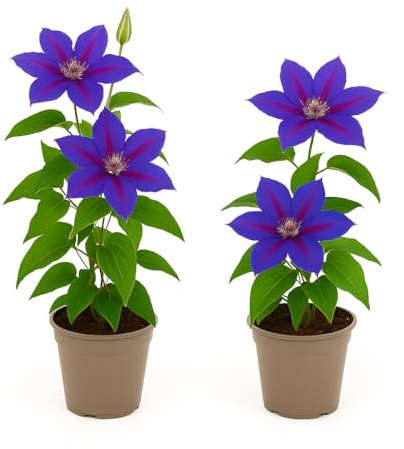 Exotenherz Kletterpflanzen - Clematis Mrs. N. Thompson - 2er Set -11cm Topf