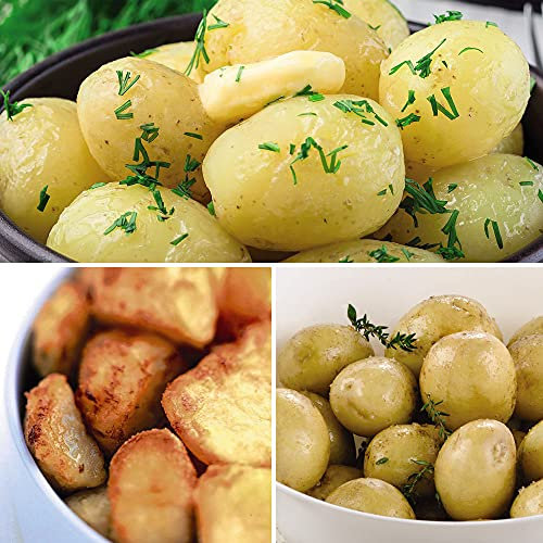 Patio Refill Potato Collection Small 3X Tubers Each of ‘Charlotte’, ‘Maris Piper’ and ‘Vivaldi’ Garden Plant Seed Potatoes Vegetable Plants Easy to Grow Your Own by Thompson and Morgan