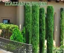 Cipresso Italiano (Cupressus sempervirens) 30 halb, Toskana, oder Cimitero-Zypresse