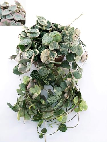 POWERS TO FLOWERS - CEROPEGIA WOODII VARIEGATA, pianta vera