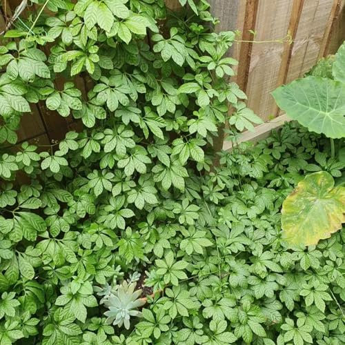 200 pcs jiaogulan pflanze samen - kräuter pflanzen, seed, Gynostemma pentaphyllum, kräutergarten indoor exotische pflanzen vanille pflanze anpflanztöpfchen hochbeet kräuter, balkonpflanzen