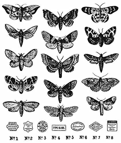Tim Holtz Haftstempel, 17,8 x 21,5 cm, Mottenstudie