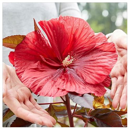 Hibiskus Rhizome,Hibiskus,Hibiskus Pflanzen,Winterhart MehrjäHrig,Hibiscus Pflanzen,Vier-Jahreszeiten-Pflanzen,Winterhart,Magische Blume-1Rhizome-F
