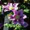 Clematis 'Piilu' - Waldrebe 50-60 cm Pflanzcontainer