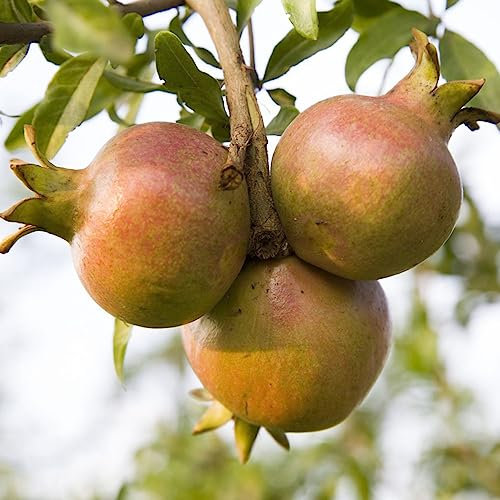 100 pcs granatapfelbaum samen - säulenobst dekoration wohnzimmer seed best of granatapfel,punica granatum, obstbäume kaufen zimmerpflanze obst samen balkonpflanzen winterhart obst