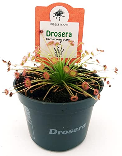 DROSERA PARADOXA, VASO 10 CM DIAMETRO, pianta vera