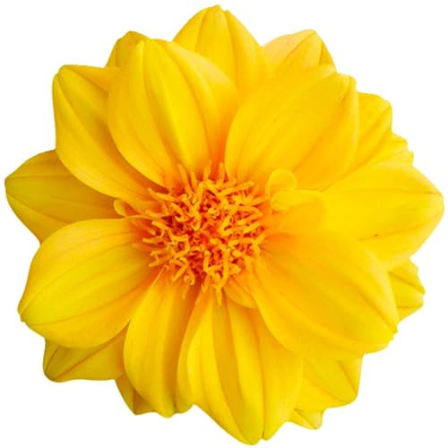 Selbstklebender Aufkleber Autoaufkleber Sticker wetterfest Blumen Mülltonne Blumenwiese Dekoration Fensterbild Fliesenaufkleber 10 x 10 cm - Gelbe Dahlie -