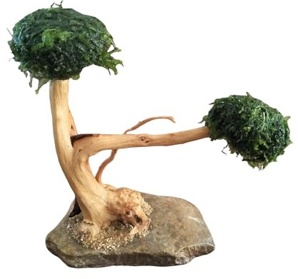 AWXZOM Echter kleiner Bonsai-Aquarium-Baum, 2 Köpfe 10,2–15,2 cm Höhe, handgefertigter natürlicher Aquarium-Bonsai-Baum mit getrocknetem Moos. !