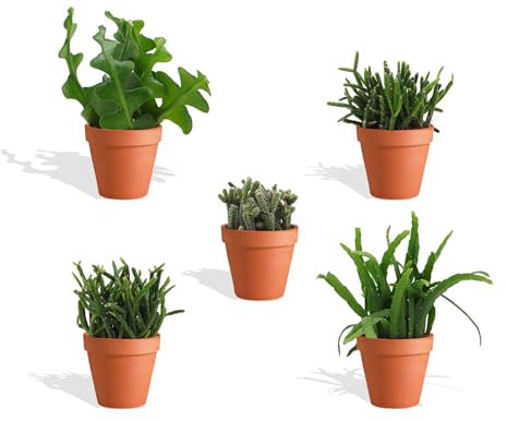 DutchLeafs Rhipsalis Mix 5 Stück Verschiedene Mini-Sukkulenten im Ø 7 cm Terrakotta Blumentopf - Cactaceae Rutenkaktus Korallenkaktus Sukkulent Kleine Pflanzen Pflegeleicht - Höhe 8-15 cm