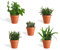 DutchLeafs Rhipsalis Mix 5 Stück Verschiedene Mini-Sukkulenten im Ø 7 cm Terrakotta Blumentopf - Cactaceae Rutenkaktus Korallenkaktus Sukkulent Kleine Pflanzen Pflegeleicht - Höhe 8-15 cm