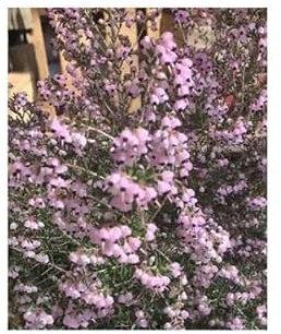 Stk - 10x Erica canaliculata Heidekraut Zimmer Garten Pflanzen - Samen B1428 - Seeds & Plants Shop by Ipsa