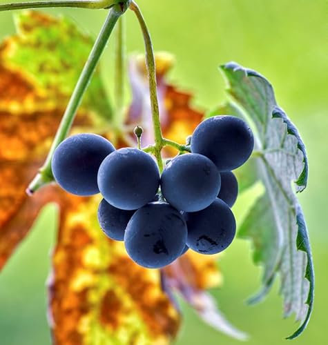 Weinrebe Syrah 100-125cm - Vitis