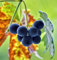 Weinrebe Syrah 100-125cm - Vitis