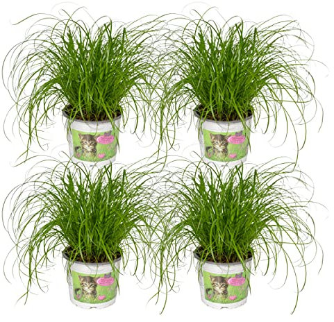 Cyperus alternifolius - Katzengras | 4 Stück - 20cm - Ø12cm - Zimmerpflanze - Immergrün - Multideal