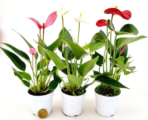 POWERS TO FLOWERS - ANTHURIUM TRIS IN VASO 7 CM DIAMETRO, IDEALE PER TERRARIUM DI MEDIA MISURA, ROSSO, BIANCO, ROSA - piante vere