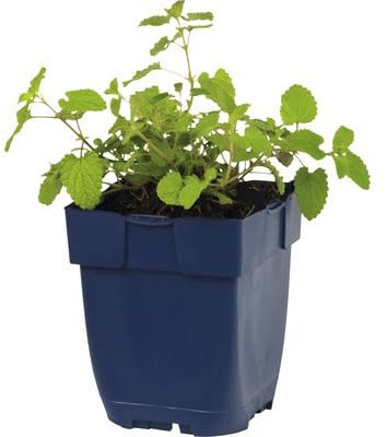 Hierba Gatera o Nepeta Cataria Natural Planta Resistente y Aromática que Atrae a los Gatos