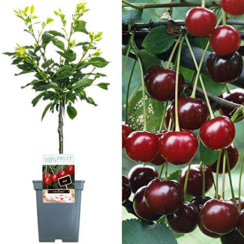 Terrassenobstbaumkollektion | Verschiedene Früchte | Ideal für kleine Gärten | 2-3ft